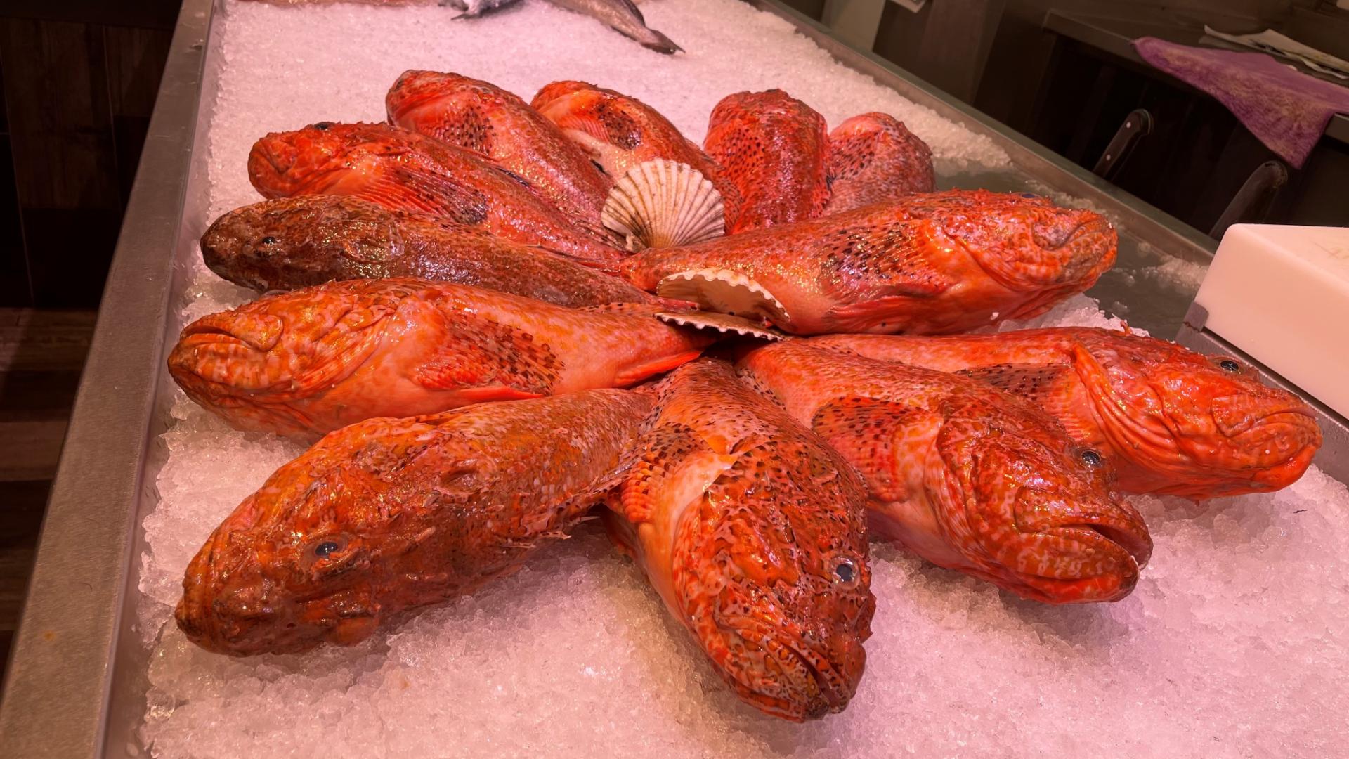 Escórporas formando un círculo en la pescadería